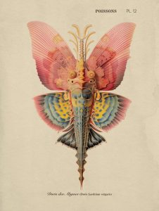 Doris Laetitium
